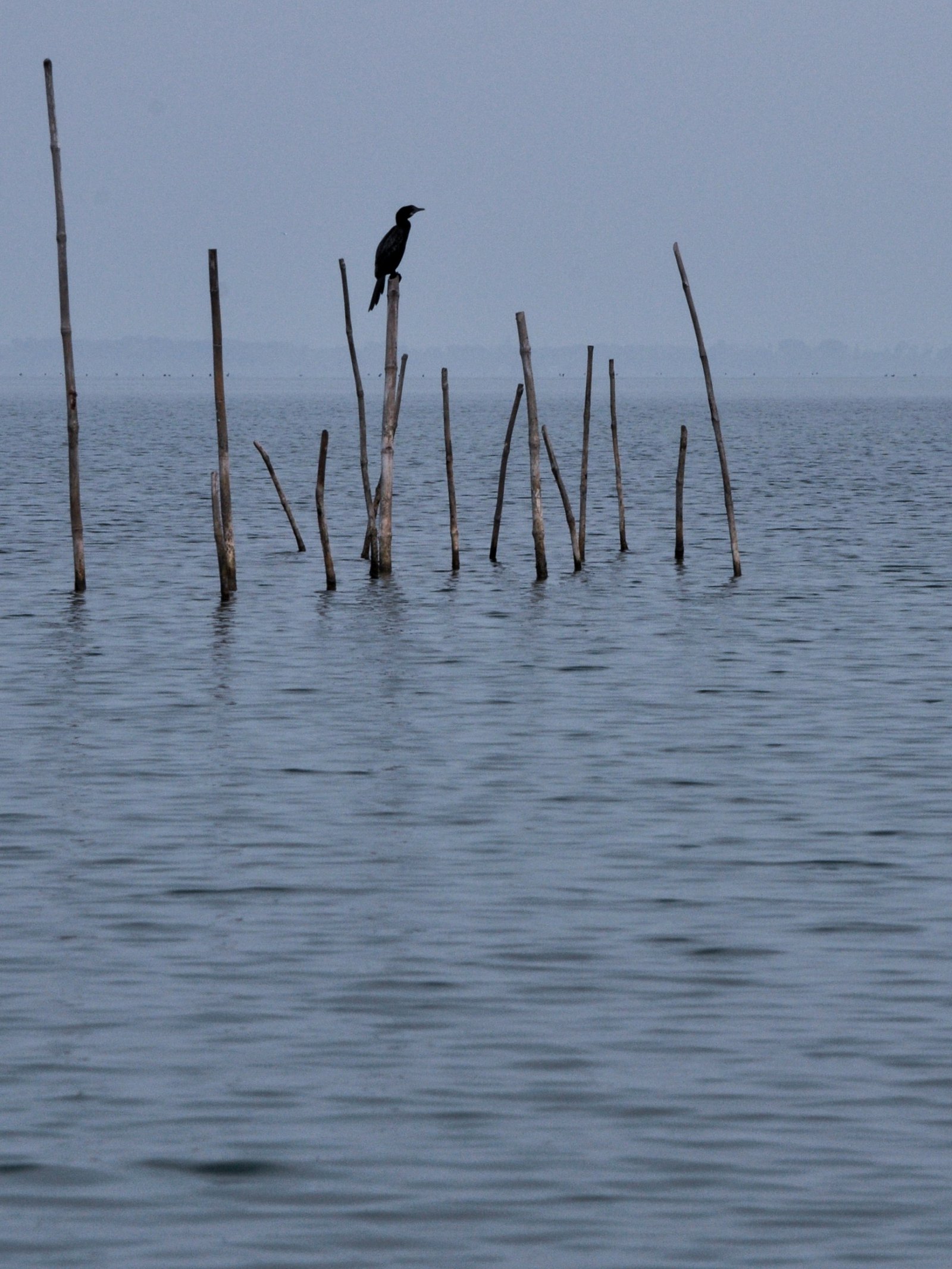 Chilika photograph