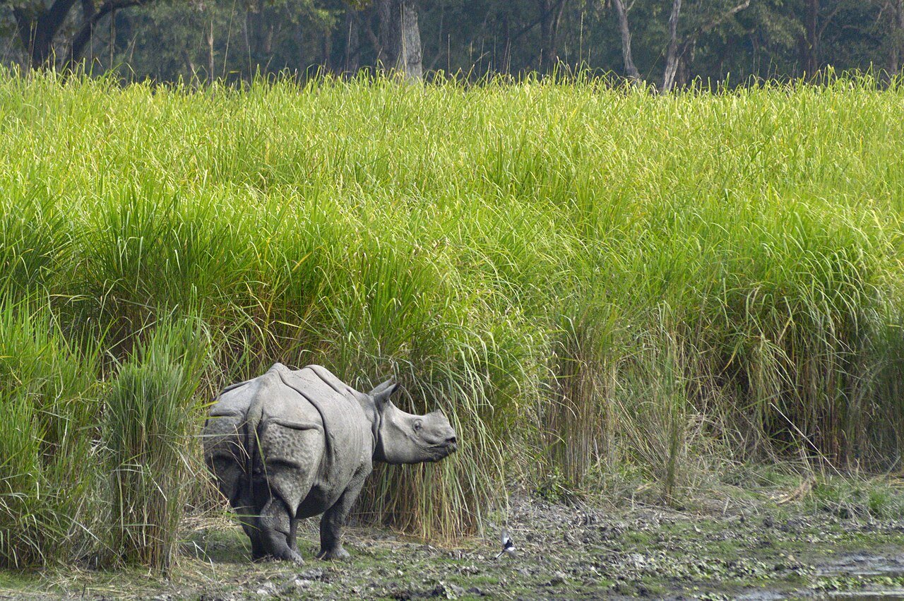 Kaziranga photograph