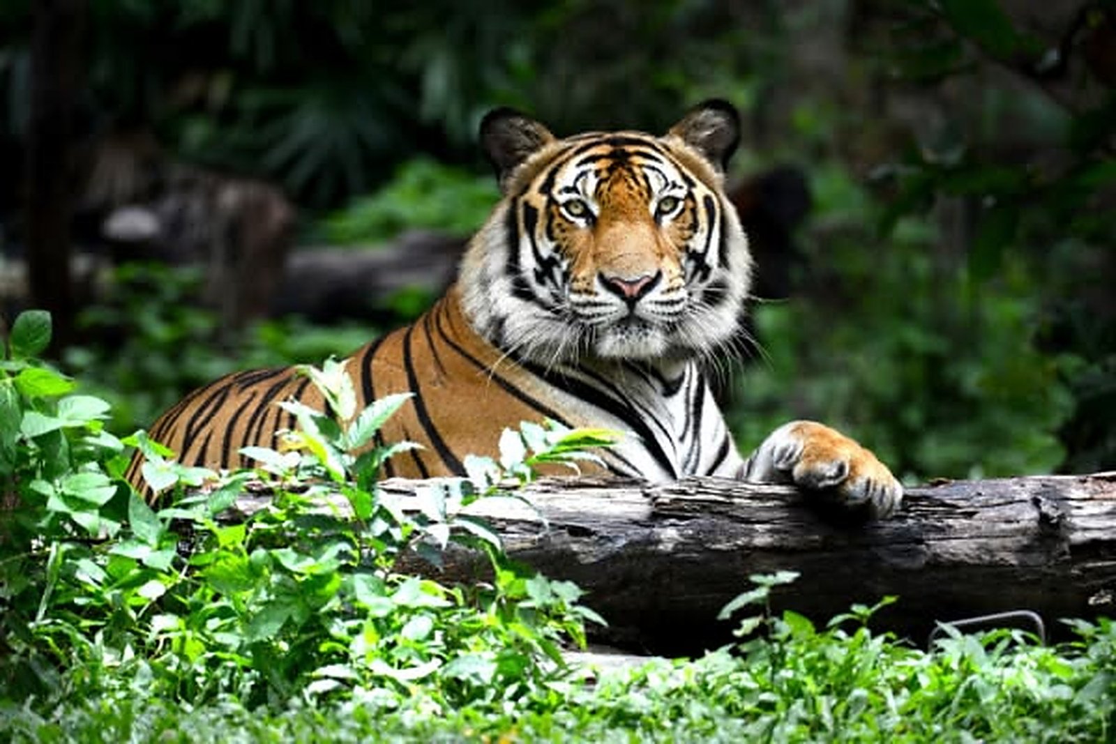 Similipal photograph