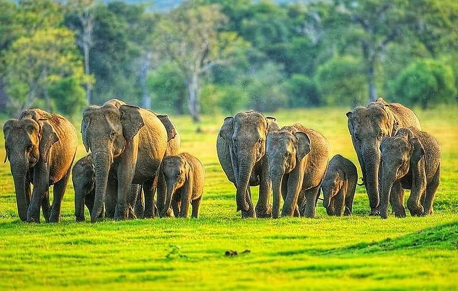 Srilanka