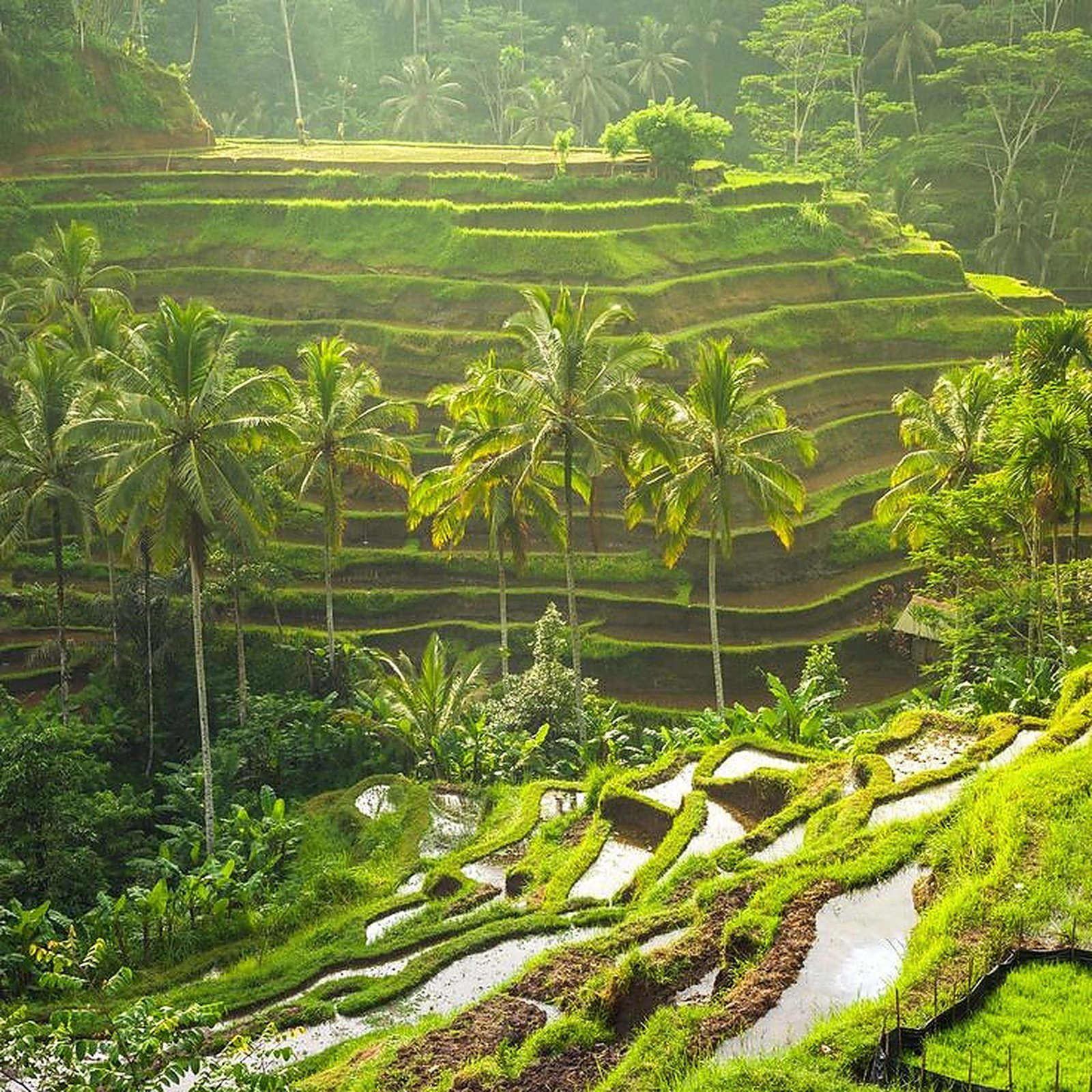Tegalalang Rice Terrace